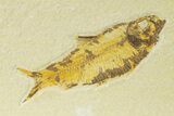 Detailed Fossil Fish (Knightia) - Wyoming #333791-1